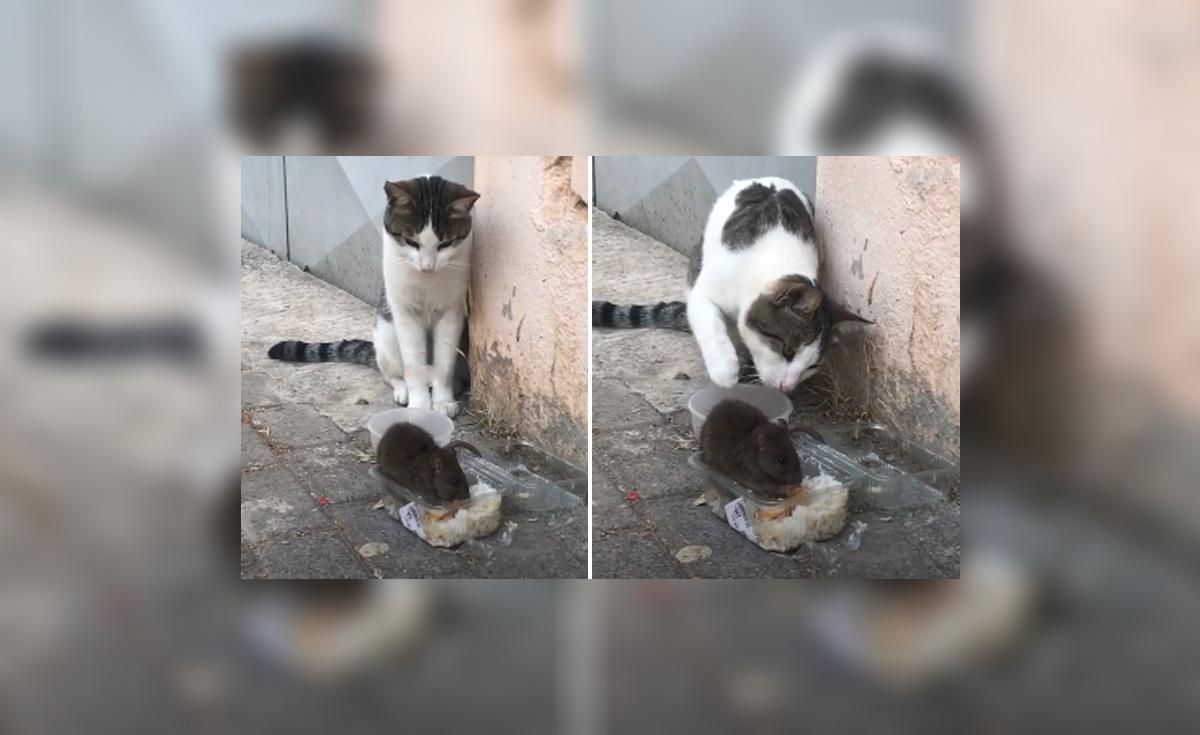 Facebook viral: gato intenta ahuyentar a rata que se comía su comida ...