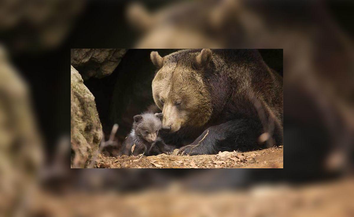 Rusia: la saliva de los osos guarda un secreto para luchar contra la ...