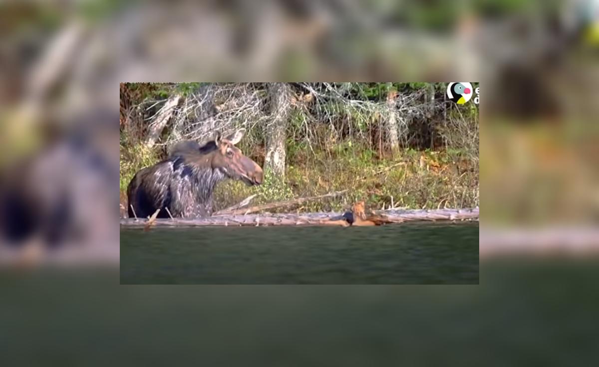 YouTube viral: alce se arriesga al salvar la vida de su bebé y ...