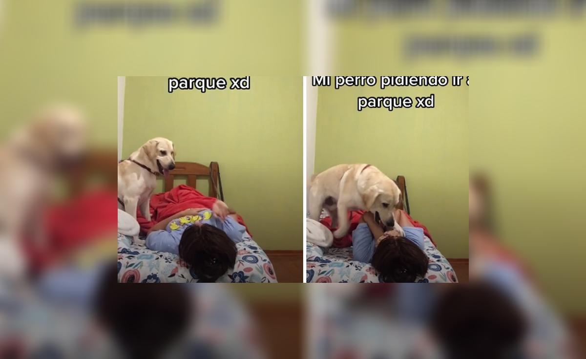 TikTok viral: perro despierta a su dueña y le ‘pide’ ir al parque de ...