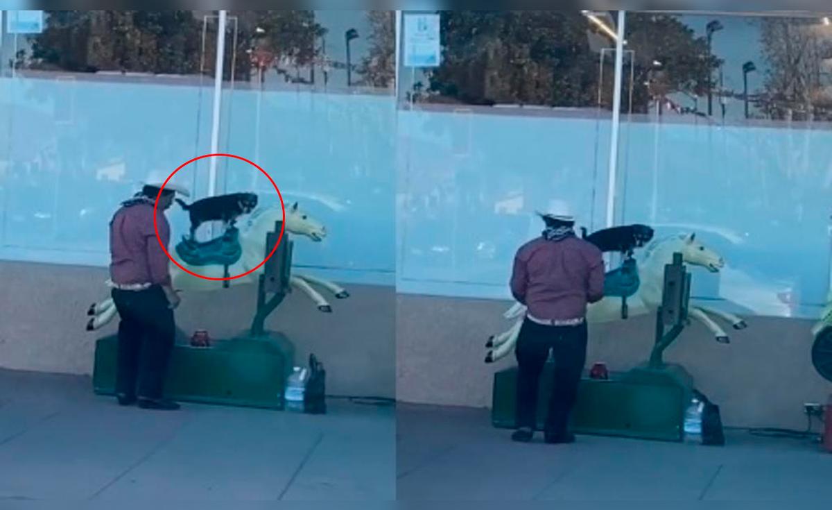 TikTok viral: Hombre conmueve en redes al pasear a su perrito en un ...