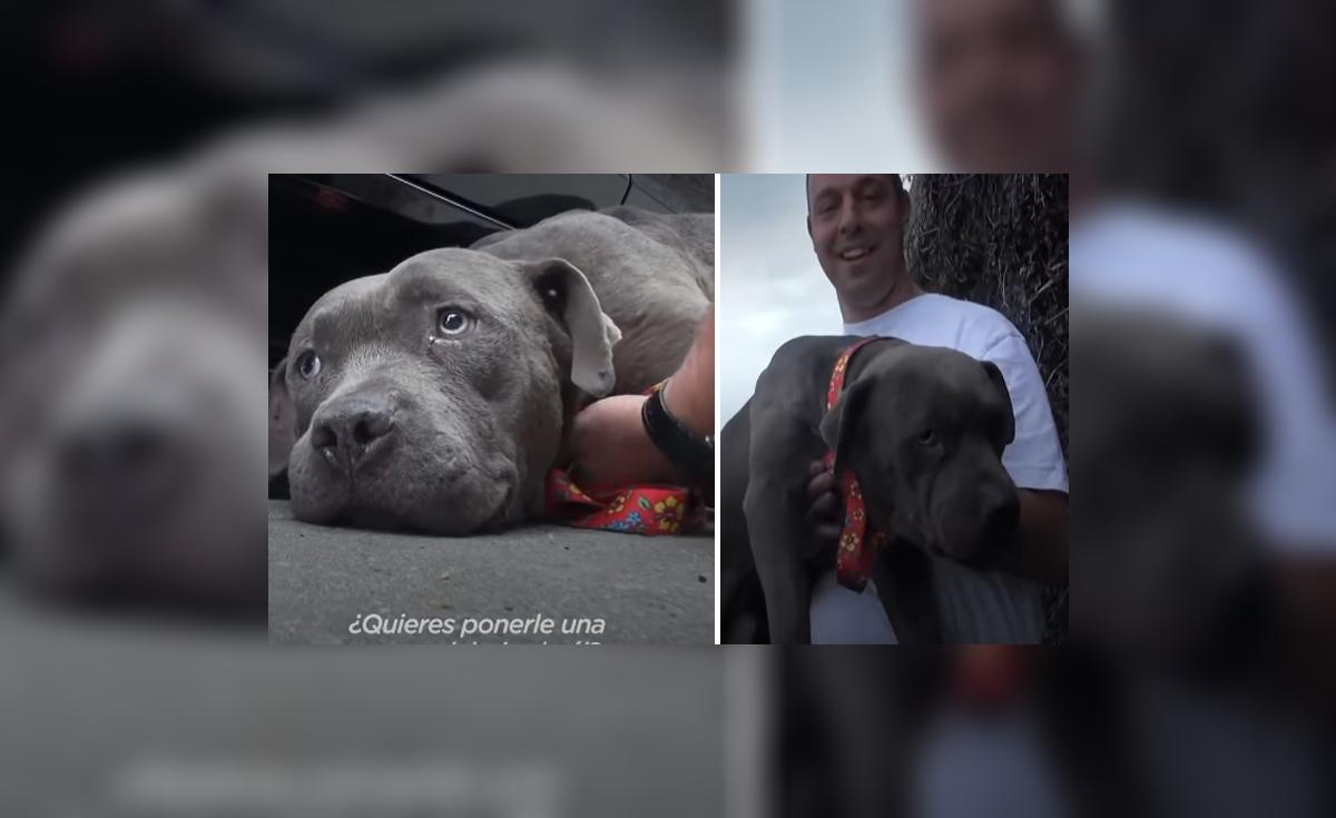 YouTube viral: adoptan a perro que fue abandonado en la autopista y ...