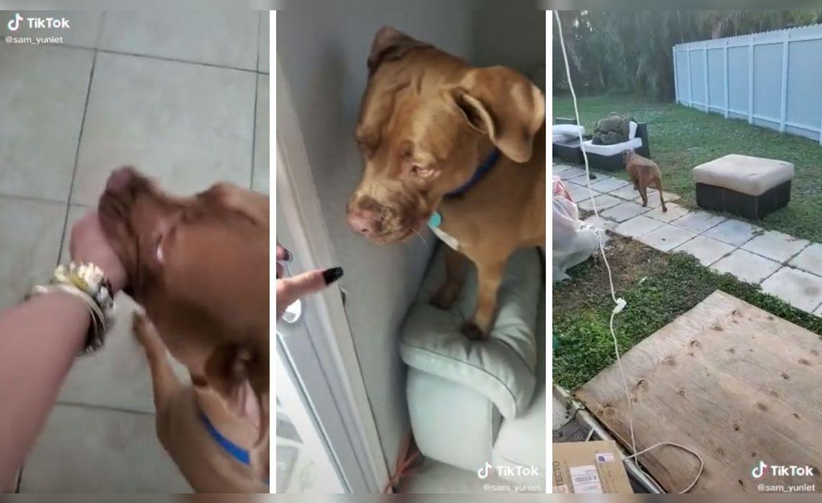 TikTok viral: perrito lleva ‘de la mano’ a su dueña para que le abra la ...