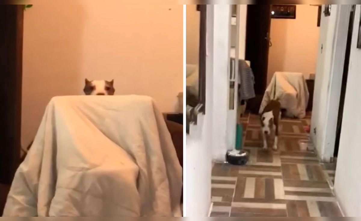TikTok viral: perro cree que lo van a sacar a pasear y se esconde al ...