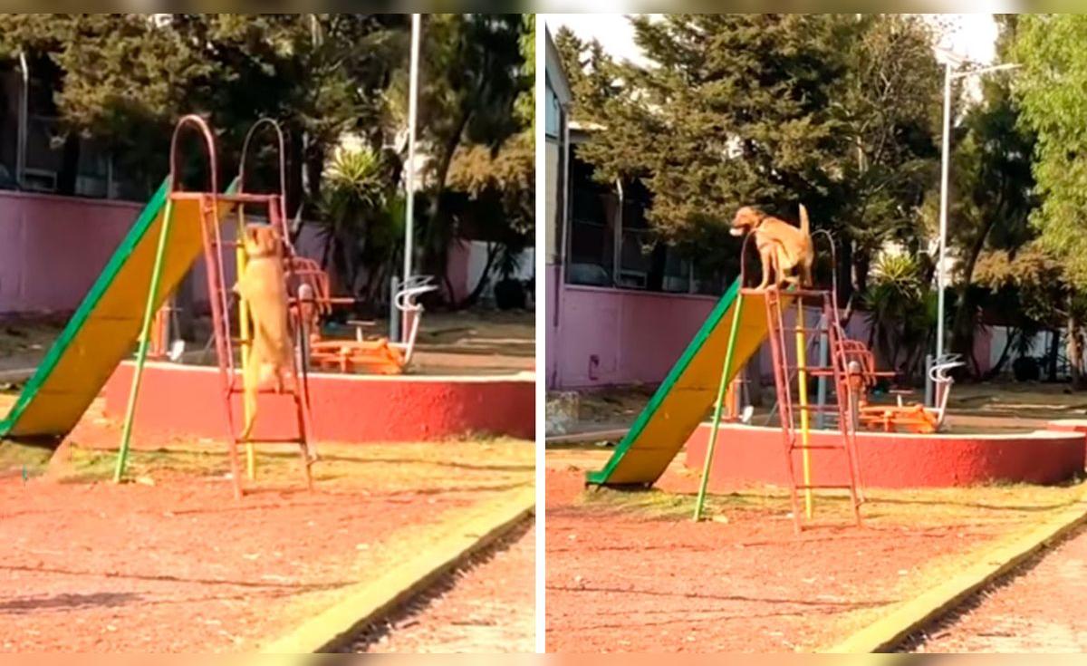 TikTok viral: lleva a su perro al parque y deja que se divierta en los ...