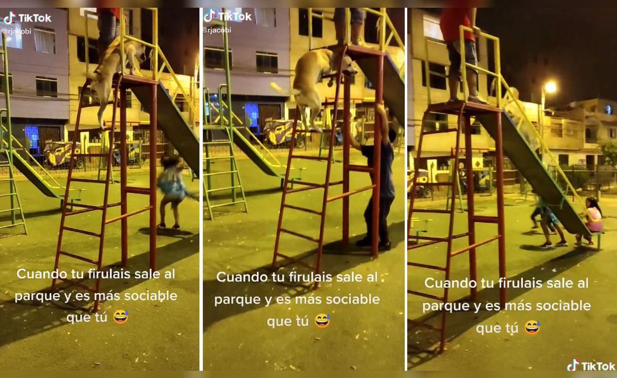 TikTok viral: lleva a su perro al parque y can se divierte jugando en ...