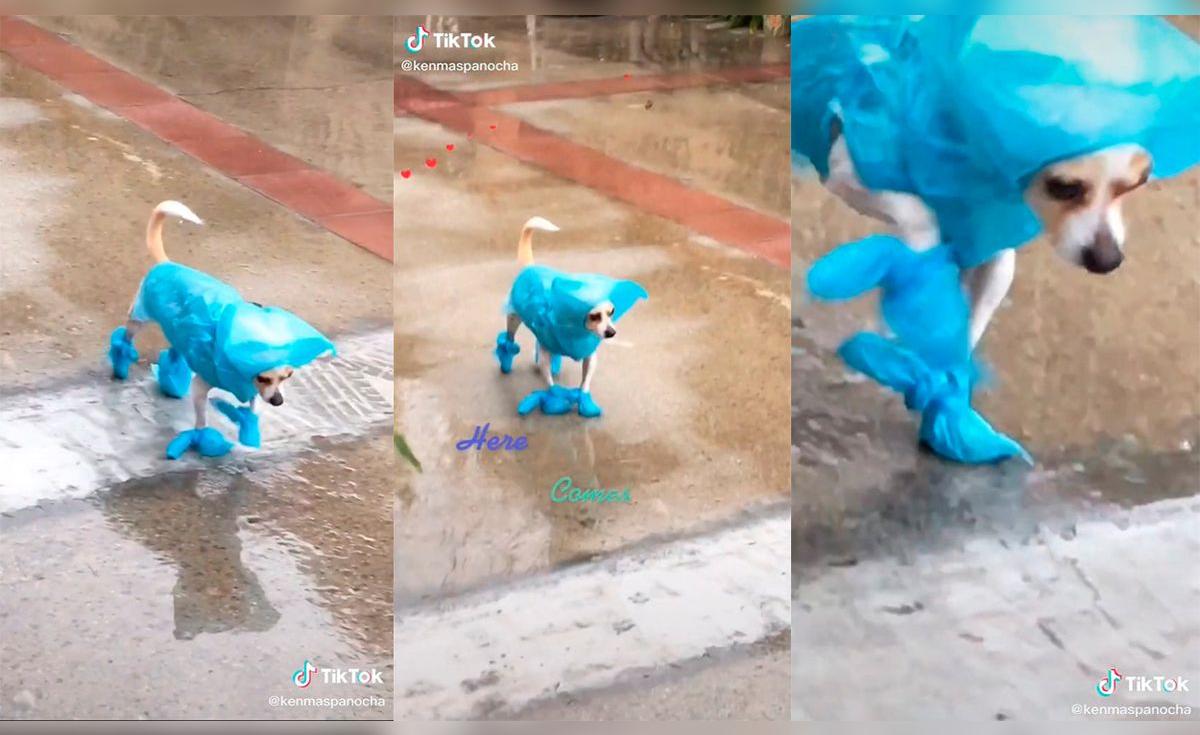 TikTok Viral: Joven muestra cómo abriga a su querido perro al pasear en ...