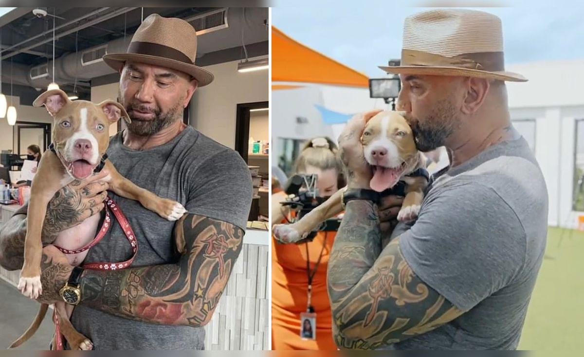 Dave Perro Dave Bautista adoptó a perro maltratado y ofrece recompensa para dar ...