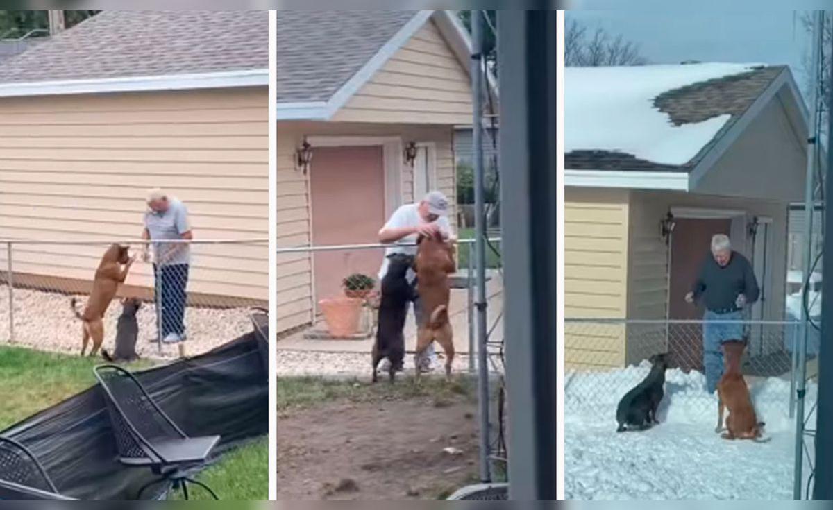 Facebook viral: anciano visita a los perritos de su vecina para jugar y ...