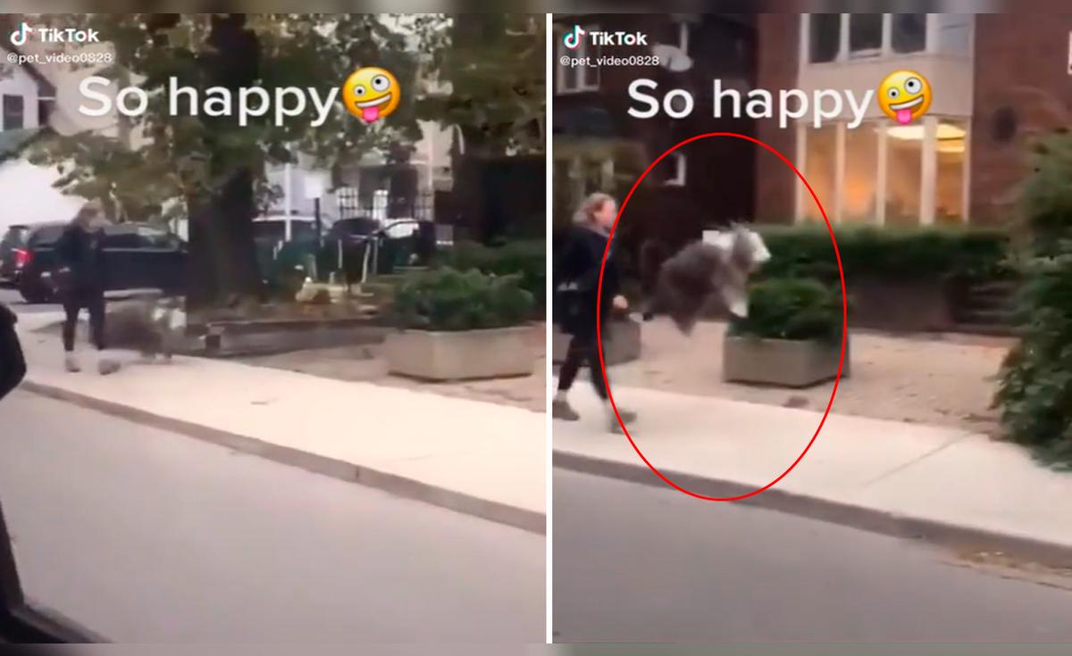 TikTok viral: perrito demuestra su emoción al salir a pasear saltando ...