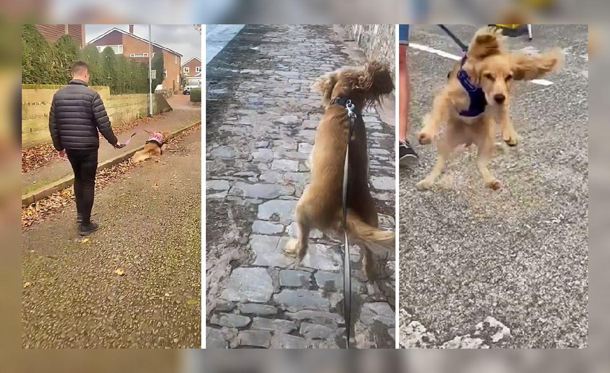 TikTok viral: Saca a pasear a su perrito y este sorprende al dar ...