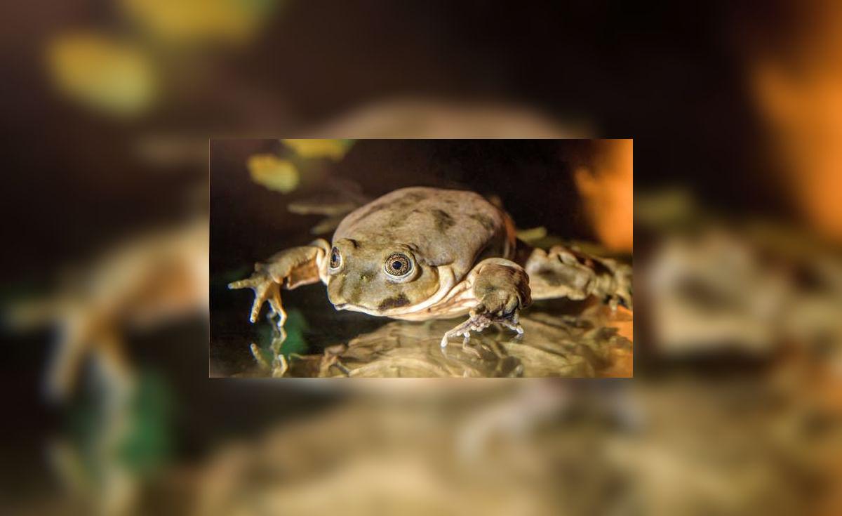 Lago Con Ranas Puno: rescatan a 36 ranas gigantes del lago Titicaca que eran ...