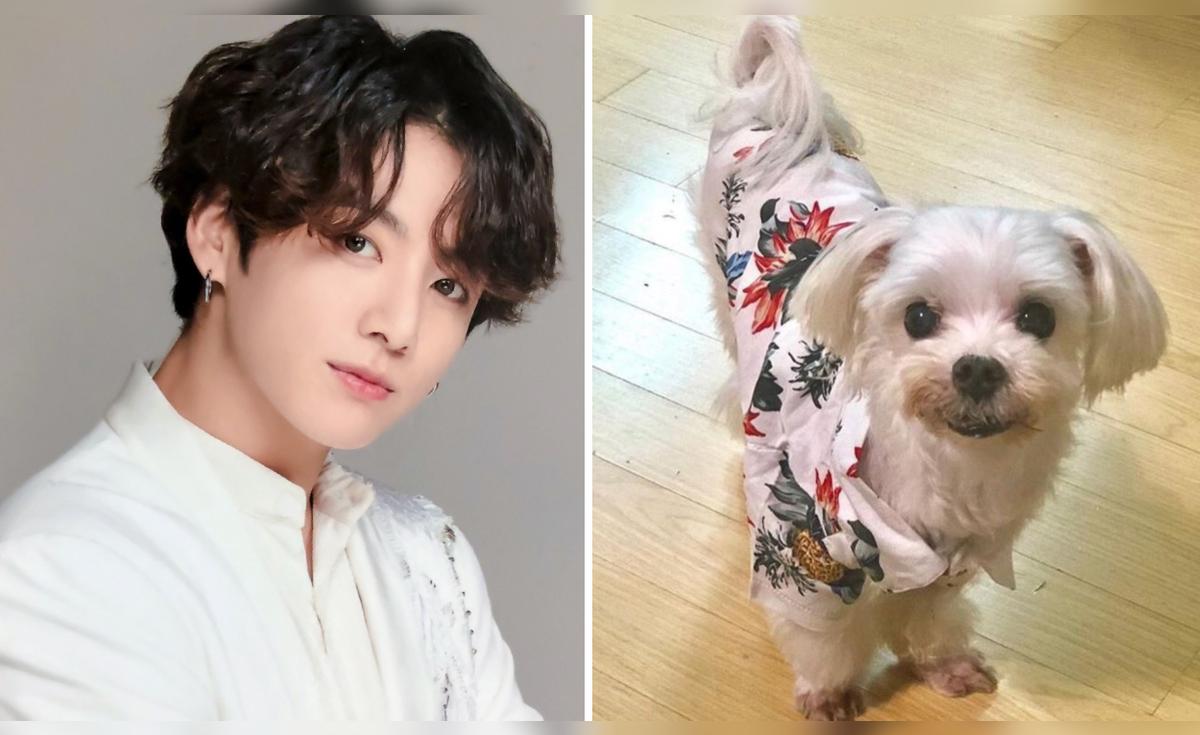 BTS: falleció Gureum mascota de Jungkook y así se despidió el hermano