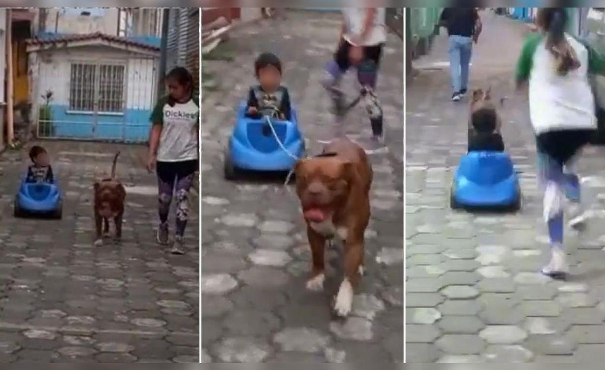 TikTok viral: perrito jala el coche de un niño y asusta a los presentes ...