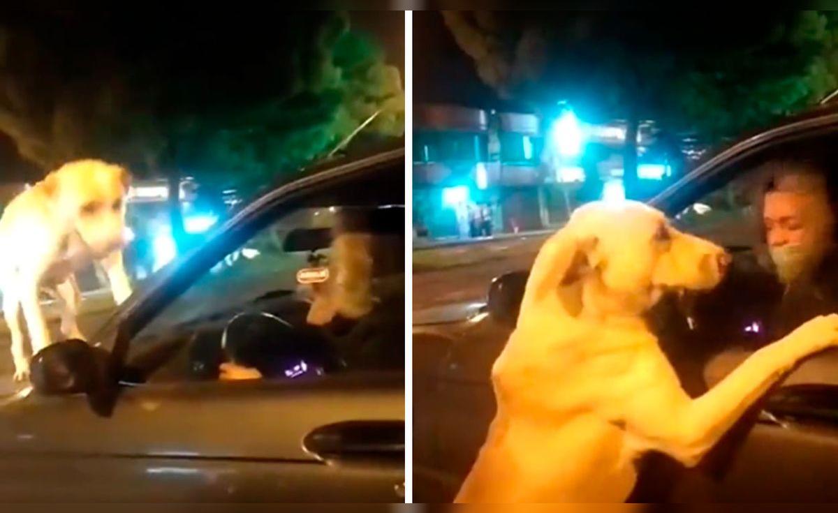 YouTube viral: conductor reclama a mujer por abandonar a su perro que ...