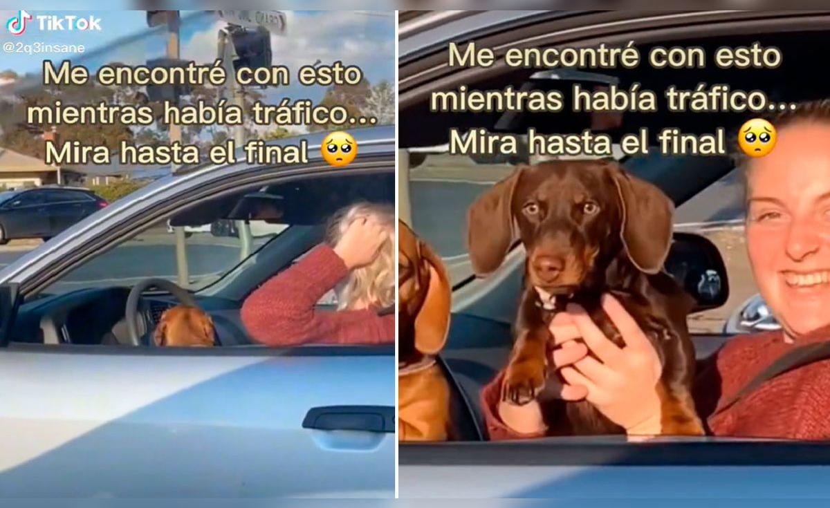 TikTok viral: mujer lleva a su perrito en el auto y conductora se ...