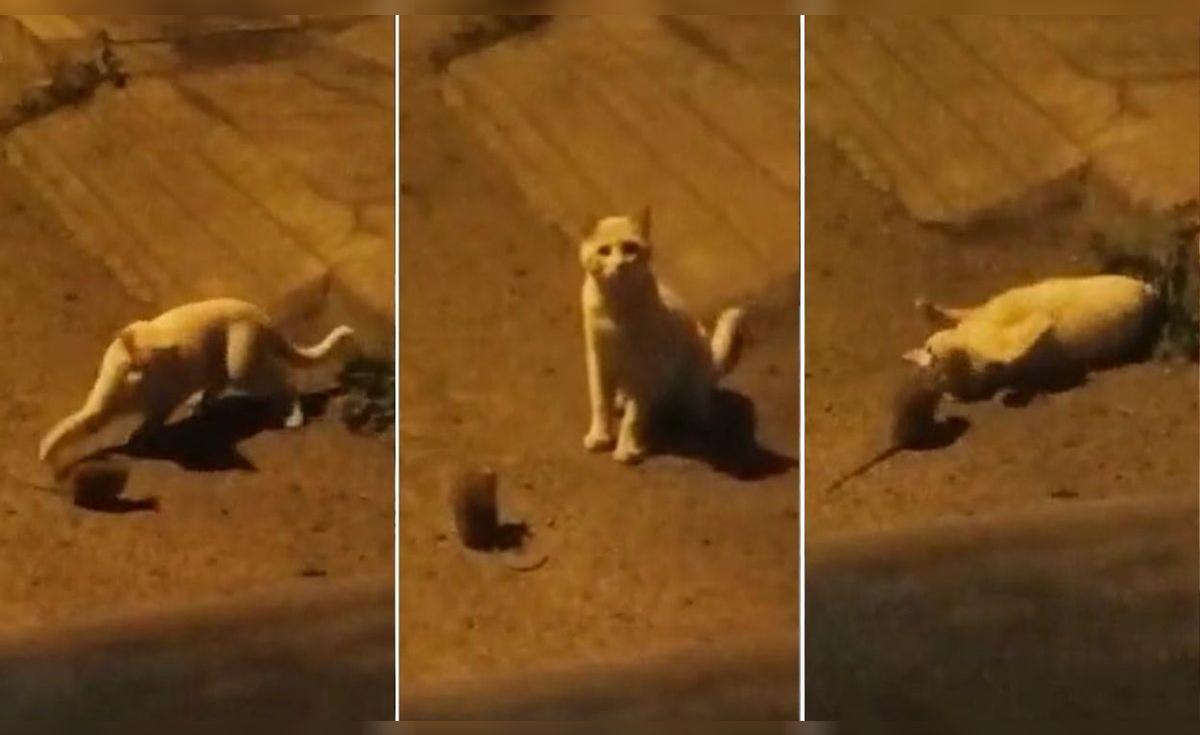 Facebook viral: joven capta a gatito callejero jugando con una rata y ...