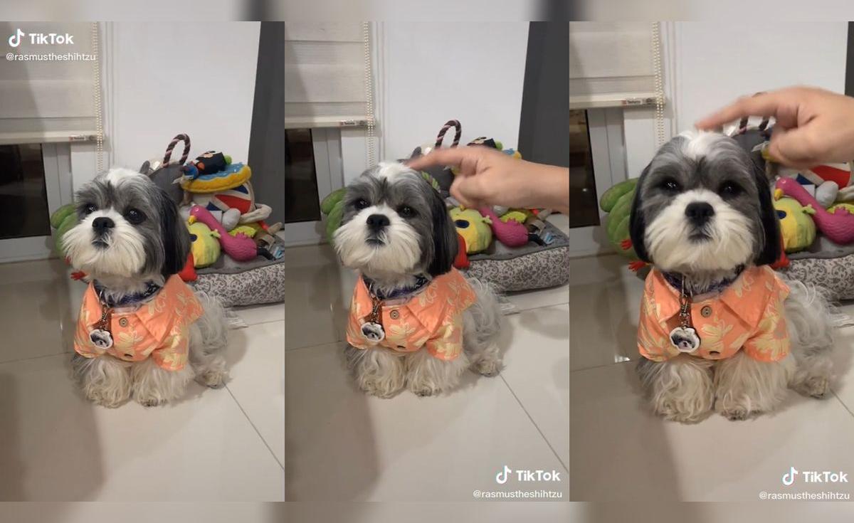 TikTok viral: mujer pone a prueba la paciencia de su perrito y su ...