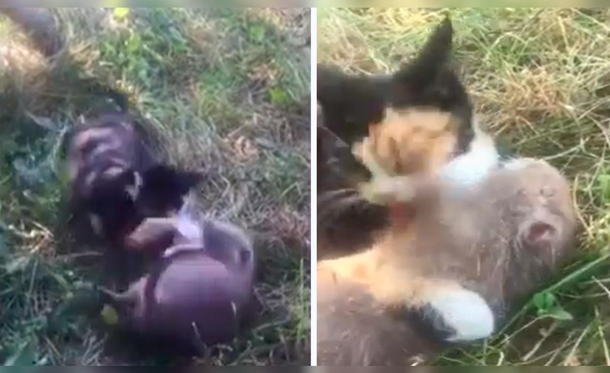 YouTube viral: captan a gato jugando y abrazando a una rata que llega a ...