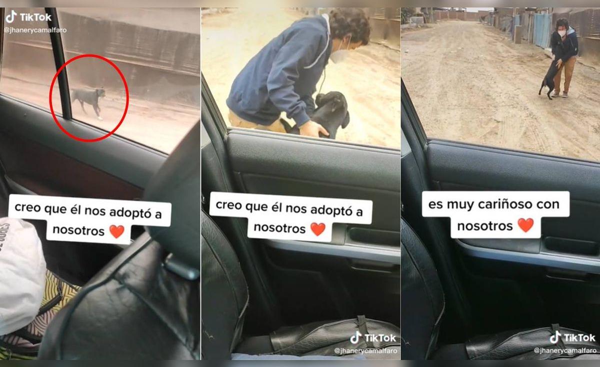 TikTok viral: Perrito persigue a pareja de jóvenes que iban en un auto ...