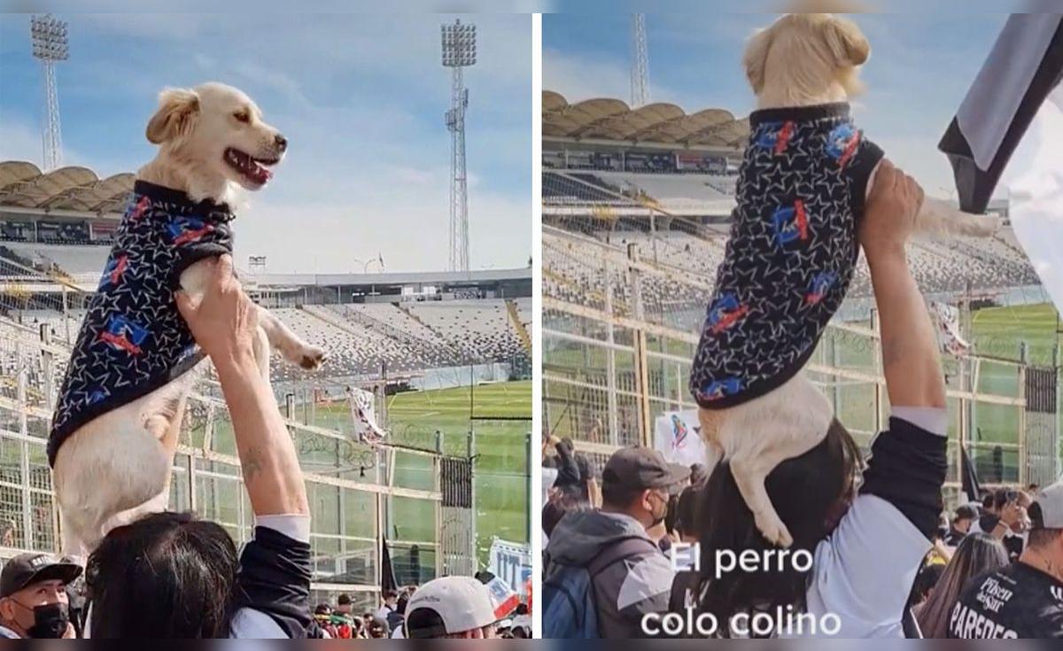 TikTok viral: joven lleva a su perrito al estadio Monumental de Chile ...
