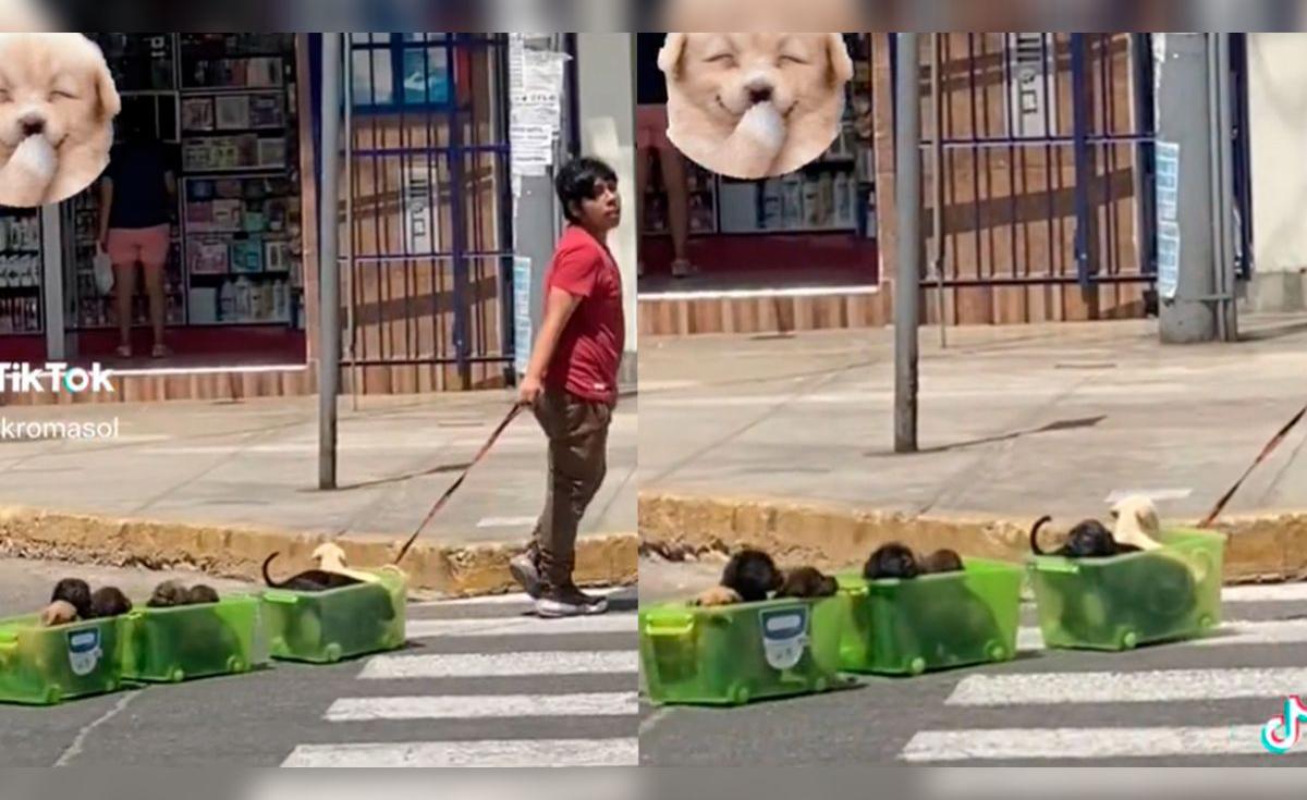 TikTok viral | Perú | Joven sorprende al pasear a sus perritos en un ...