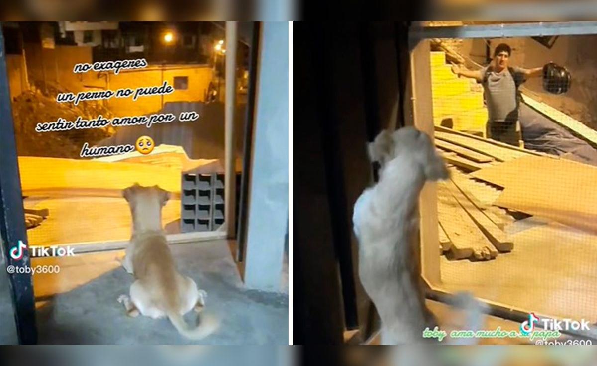 TikTok viral | Tierno perrito se emociona al ver llegar a su dueño y ...