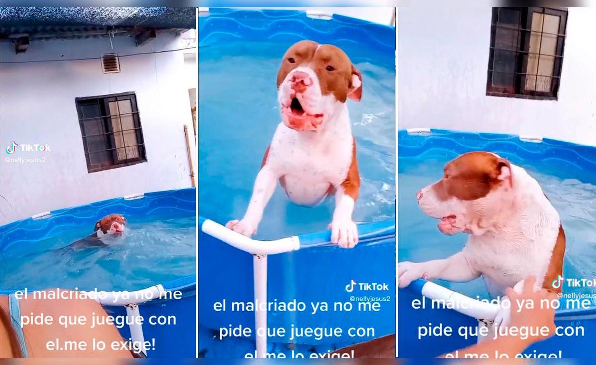 TikTok viral | Perrito le exige a su dueña jugar con ella en la piscina ...