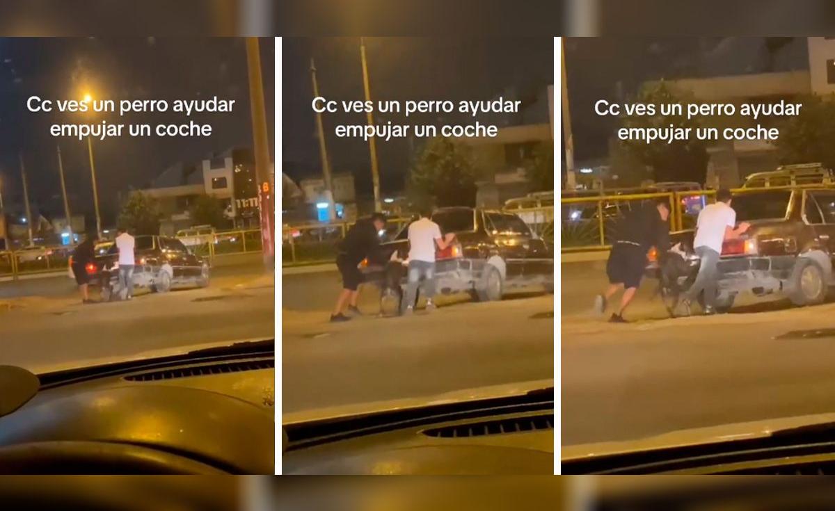 TikTok viral | Perrito ayuda a su dueño empujando su auto y enternece ...