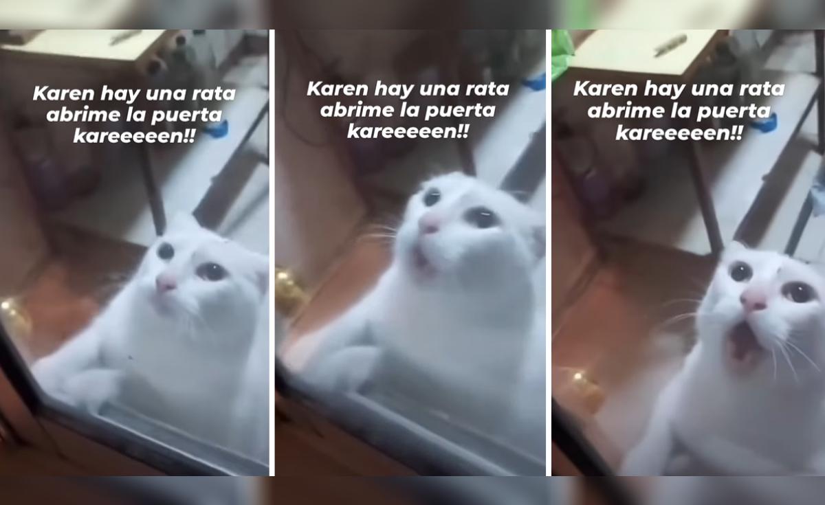 TikTok viral | Gato ‘pide a gritos’ que lo saquen de la cocina donde ...
