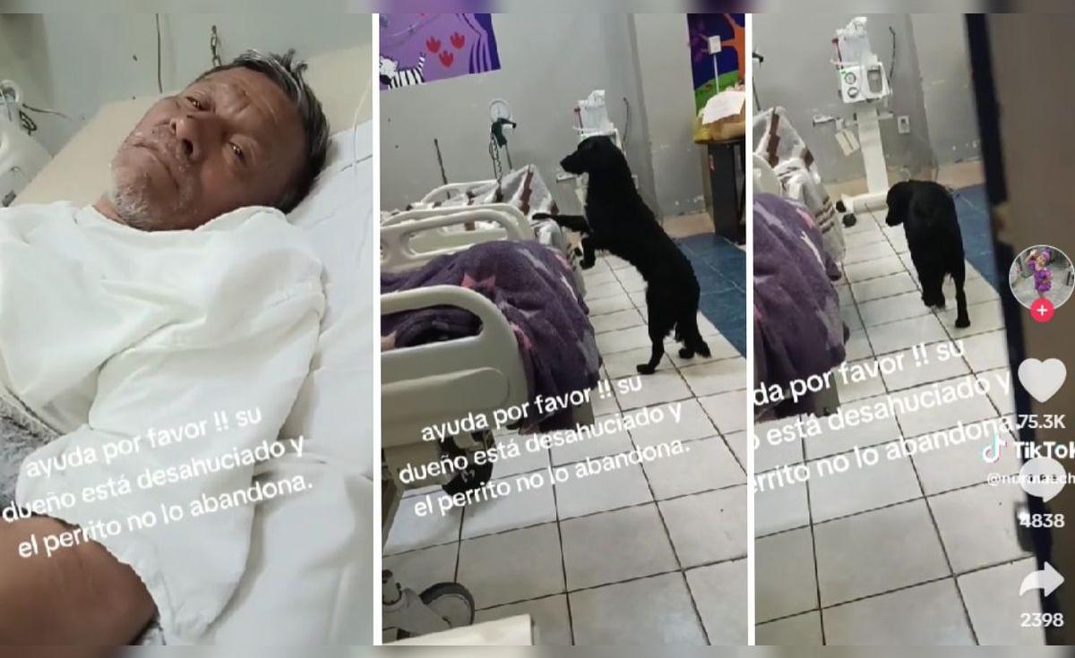 Adulto mayor desahuciado pide que adopten a su perrito: “Yo estaré muy ...