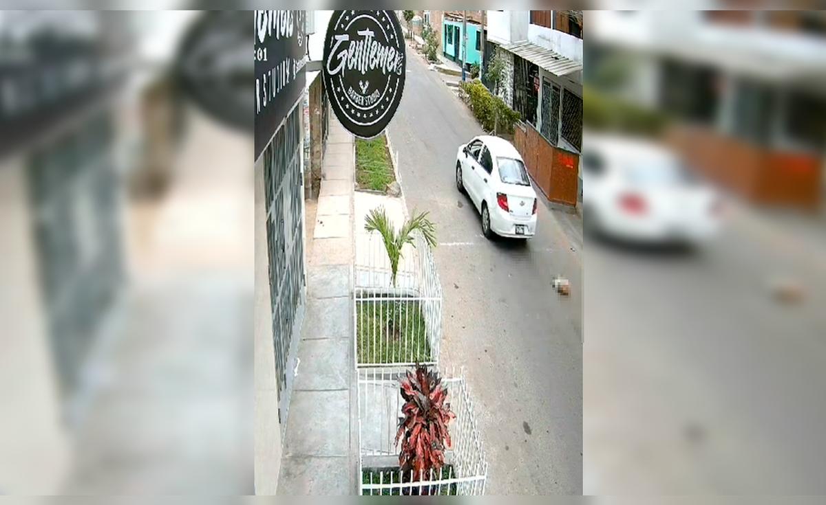 SJL: Chofer atropella a mascota y se da a la fuga dejándola en estado ...