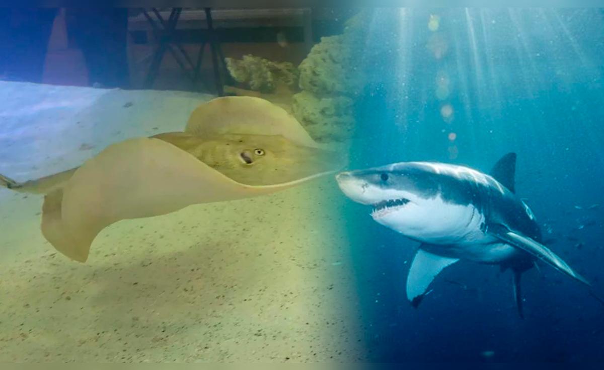 ¡Misterio bajo el agua! Embarazo de mantarraya en acuario causa asombro ...