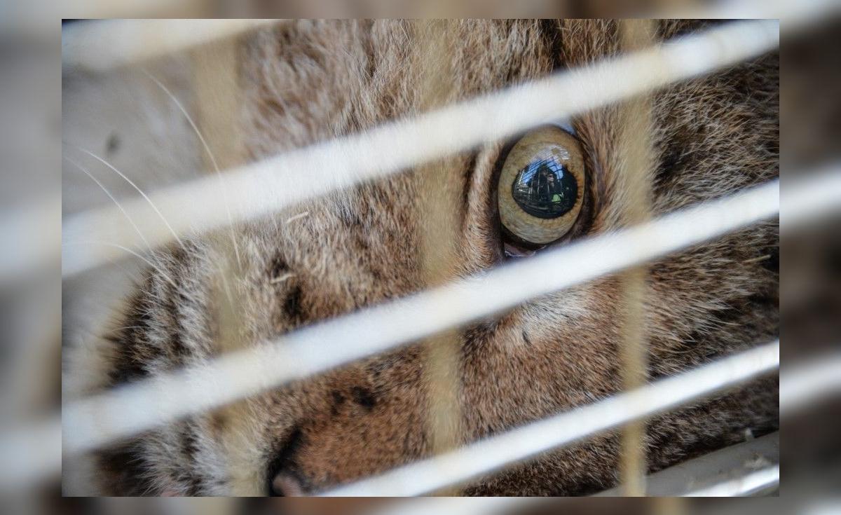 El país de América Latina que superó a Chile y Brasil como el que más crueldad animal infringe en el mundo | Argentina | Mundo | La República