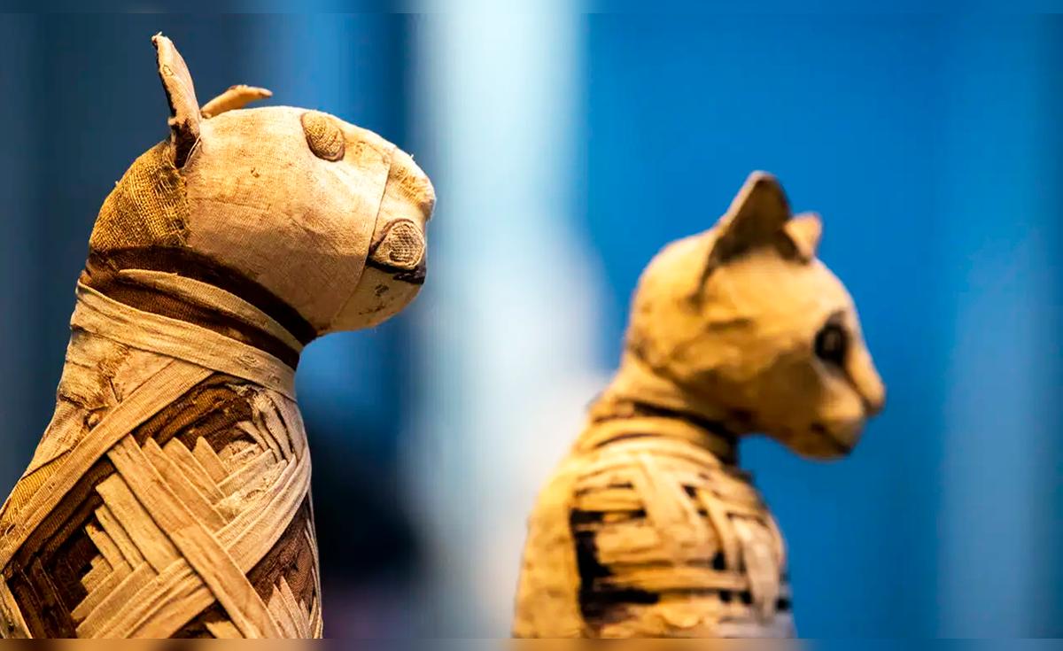 Unas momias egipcias de gatos revelan cómo se hicieron populares como mascotas desde hace 10.000 años