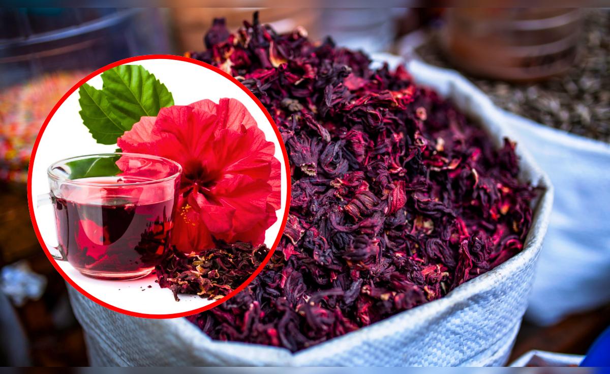 Para qué sirve la flor de Jamaica? Descubre sus sorprendentes beneficios y  cómo consumirla correctamente | Salud | La República