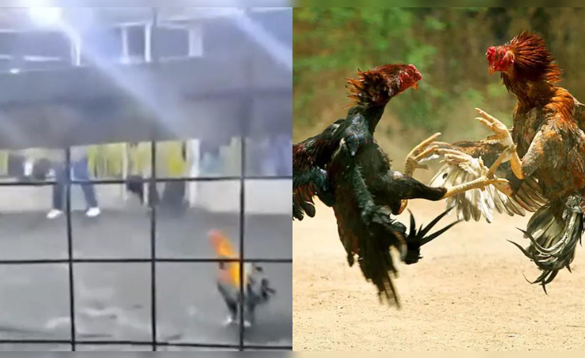 Gallo de pelea causa la muerte de su criador – El reportero andino