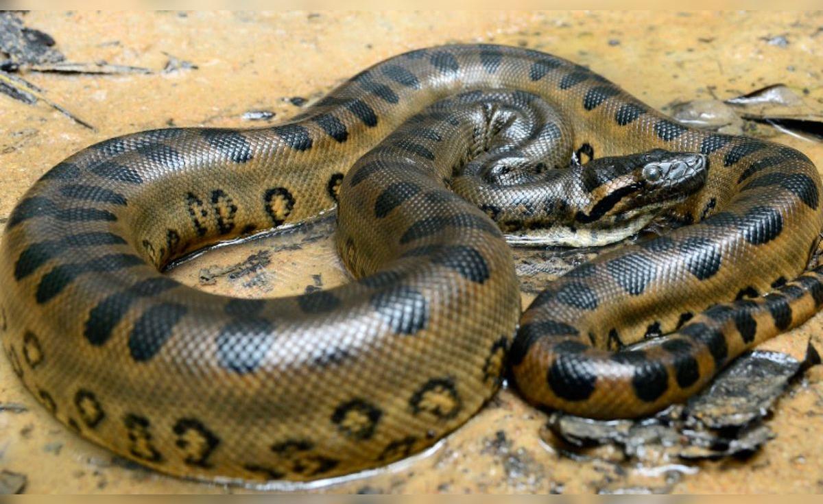 Tragedia en Loreto: anaconda gigante mata a – El reportero andino