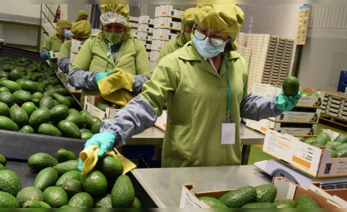 Agroexportaciones superan los US$8.000 millones por mayores envíos de paltas, uvas y arándanos | HNEWS | Economía | La República