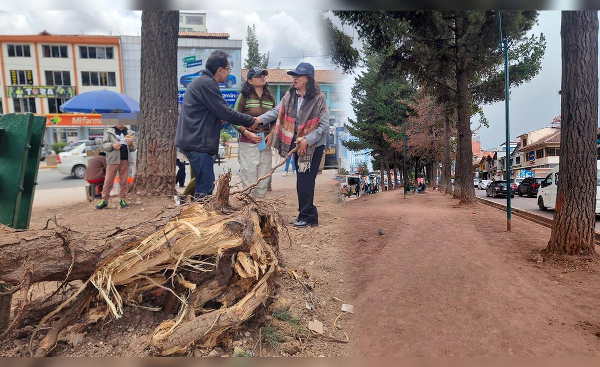 Vecinos denuncian tala indiscriminada de árboles por parte de la ...