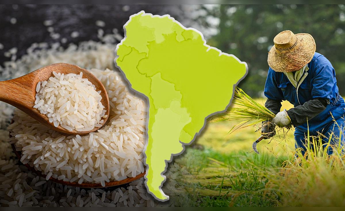 Este país de América Latina produce y consume tanto arroz como China en ...