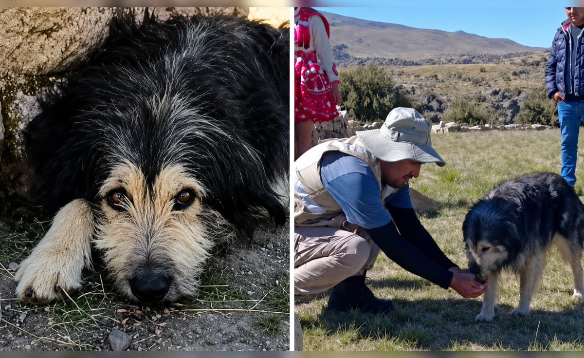 Chuño: The dog who protects and guides visitors in T’aqrachullo