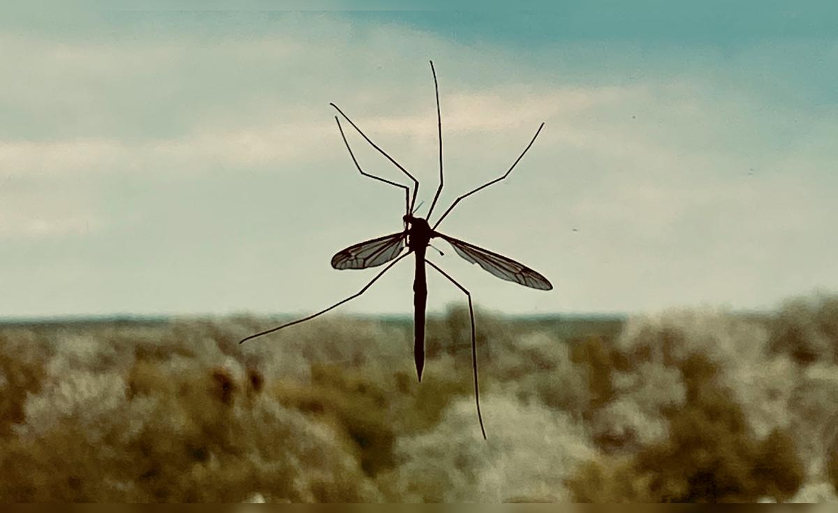 Google planea liberar en el aire a 64 millones de mosquitos infectados con bacterias, pero a los científicos no les preocupa