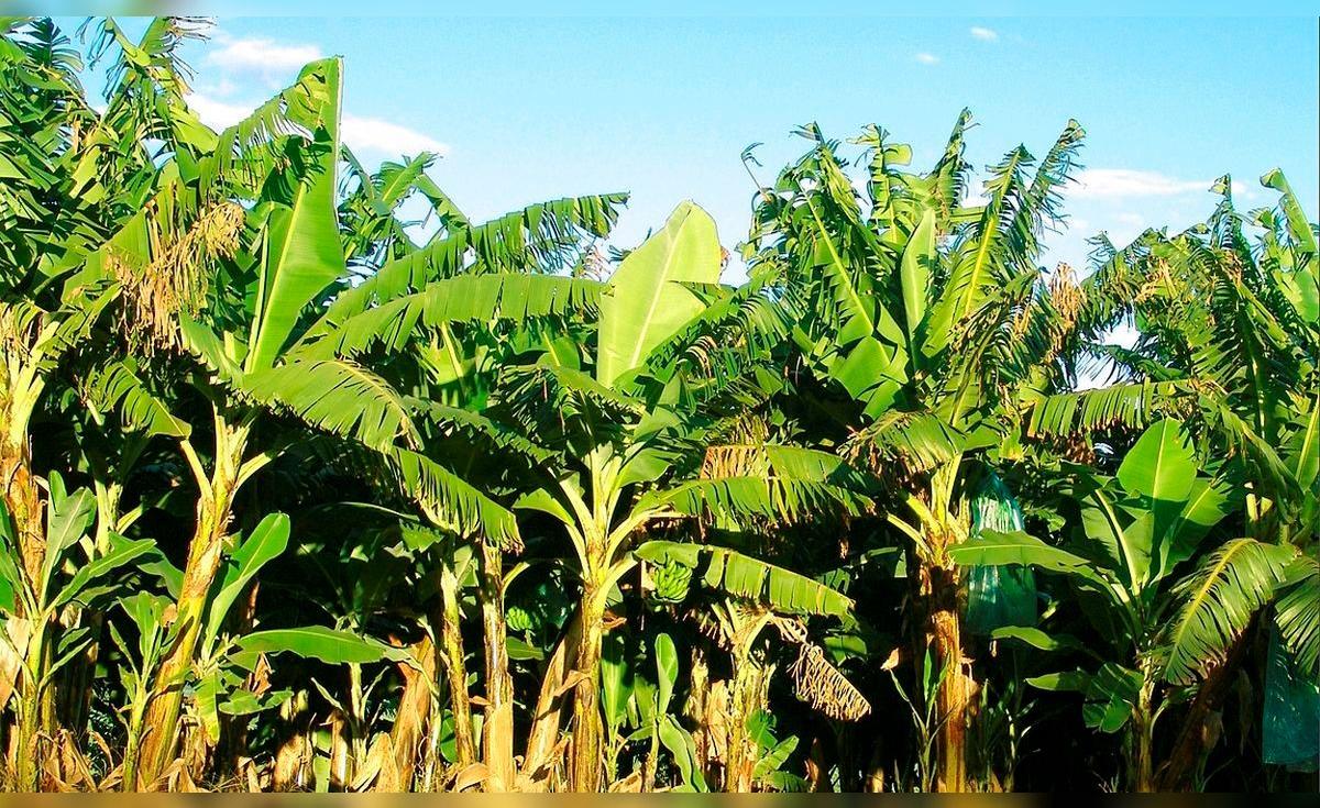 Brasil convierte troncos de plátano en ropa, papel y bandejas de fruta gracias a una tecnología industrial innovadora
