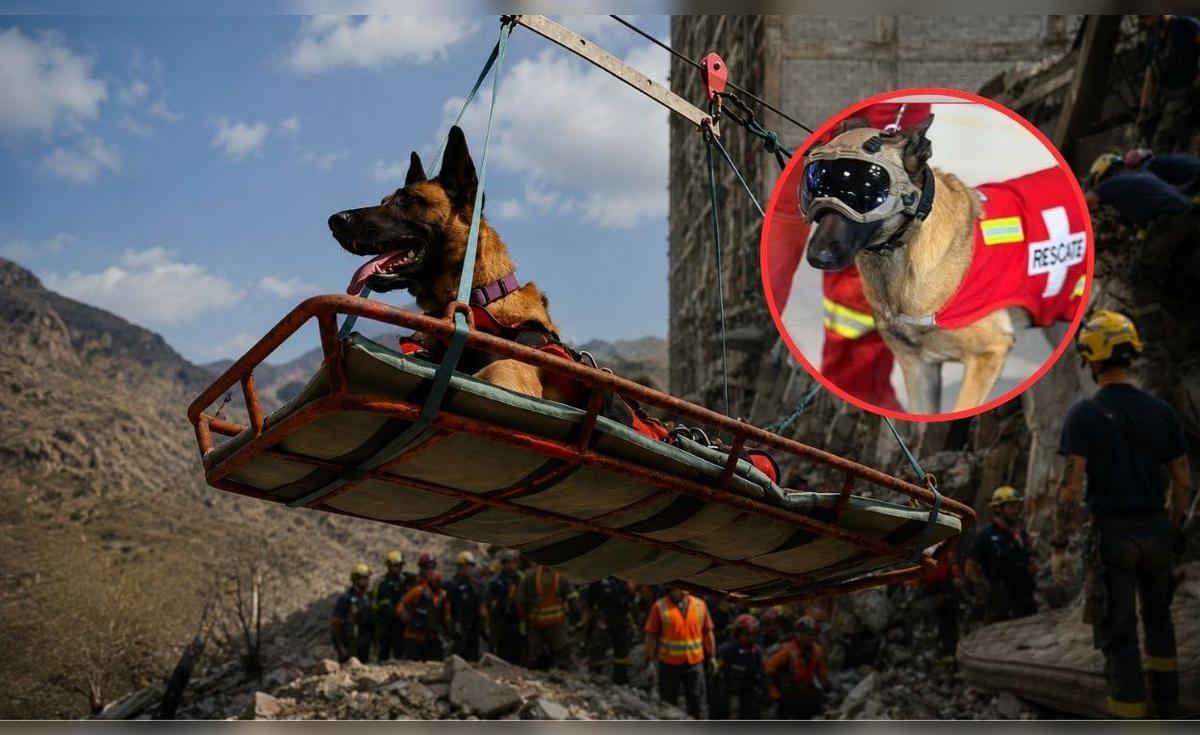 Perrita Kayra, integrante del equipo de bomberos peruanos, fue clave para localizar y salvar a una mujer de 60 años atrapada entre los escombros en Venezuela