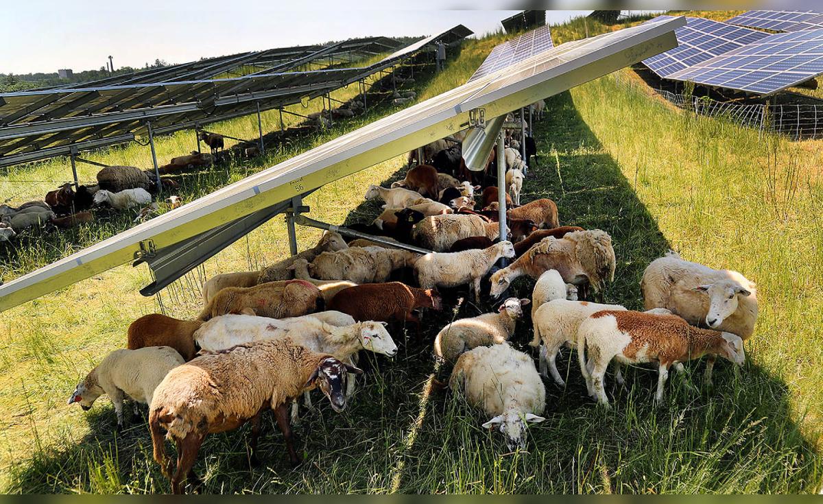 Una empresa pone 100 ovejas para pastar debajo de 31.000 paneles solares y demuestra cómo coexisten la agricultura y la energía