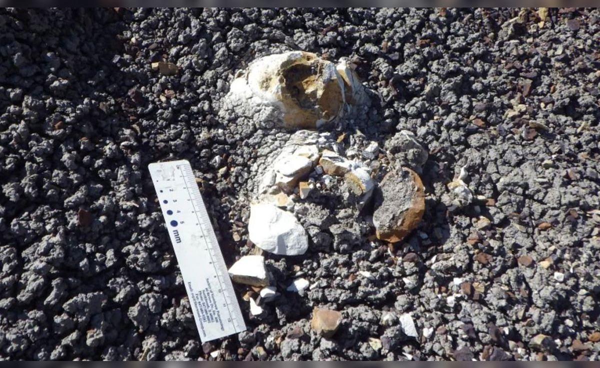 El asteroide acabó con los dinosaurios, pero algunas aves sobrevivieron: un fósil podría explicar cómo lo lograron