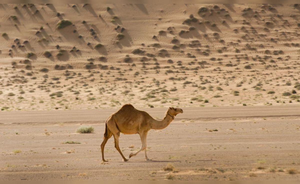 En 1840 llevaron un camello de Tenerife a Australia para explorar el desierto: hoy sus descendientes forman una enorme población salvaje