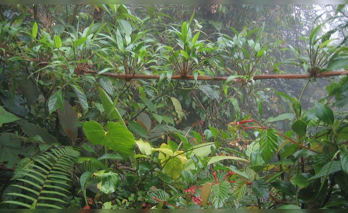 Plantaron más de 50.000 árboles en una antigua zona ganadera de Costa ...