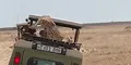 Turistas viven aterrador momento al ver a guepardo subirse a su auto [VIDEO]